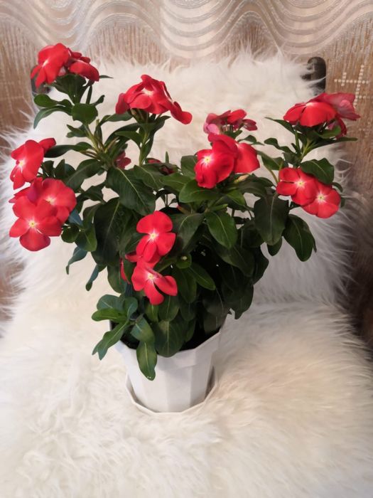 Продаю комнатные цветы