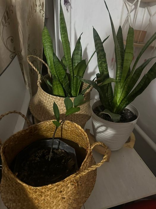 Продам красивые,интерьерные цветы