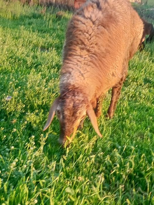 Барашек кучкар арашан