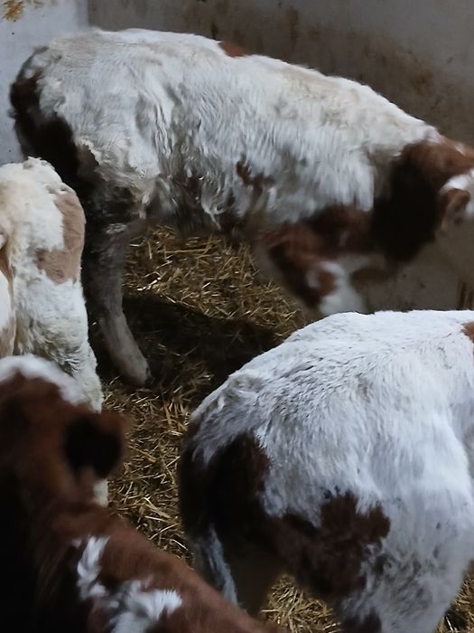 Taurasi Baltati între 3 și 5 saptamani