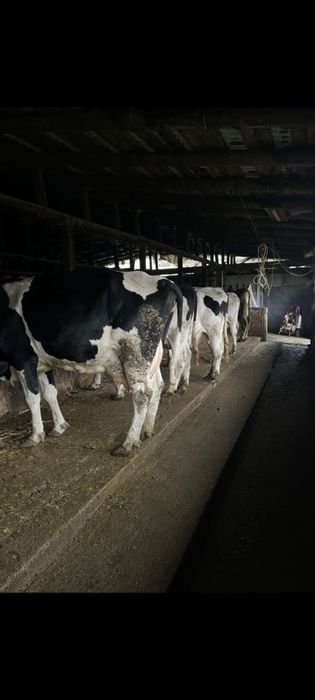 Vand vaci bune de tinut