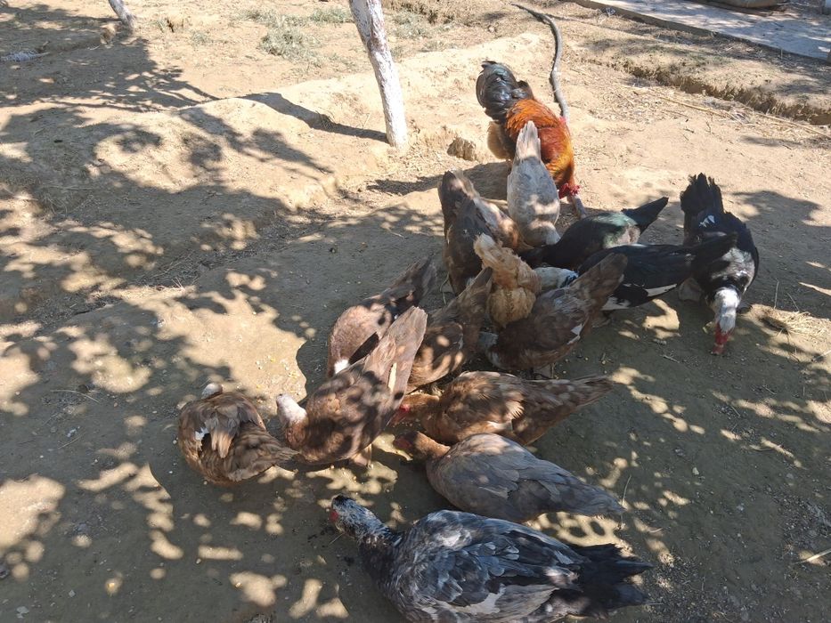 Он ұрғашы,үш қораз индоутки