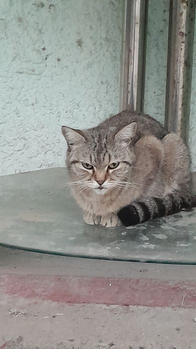 Отдам кошку бесплатно