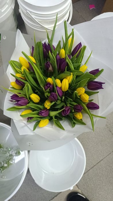 Тюльпан в розницу и оптом