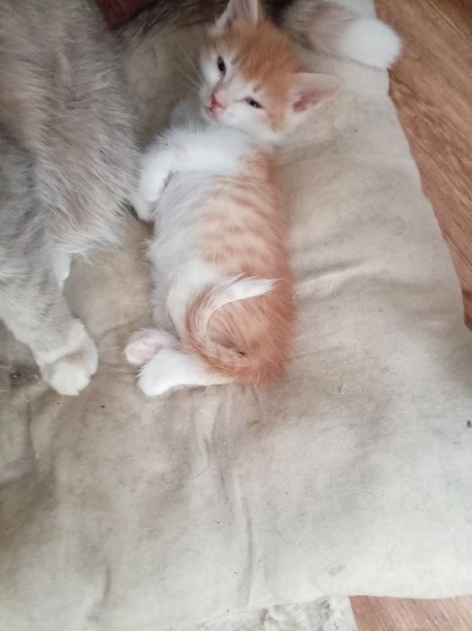 Рыжик, мальчик, 1,2 мес,