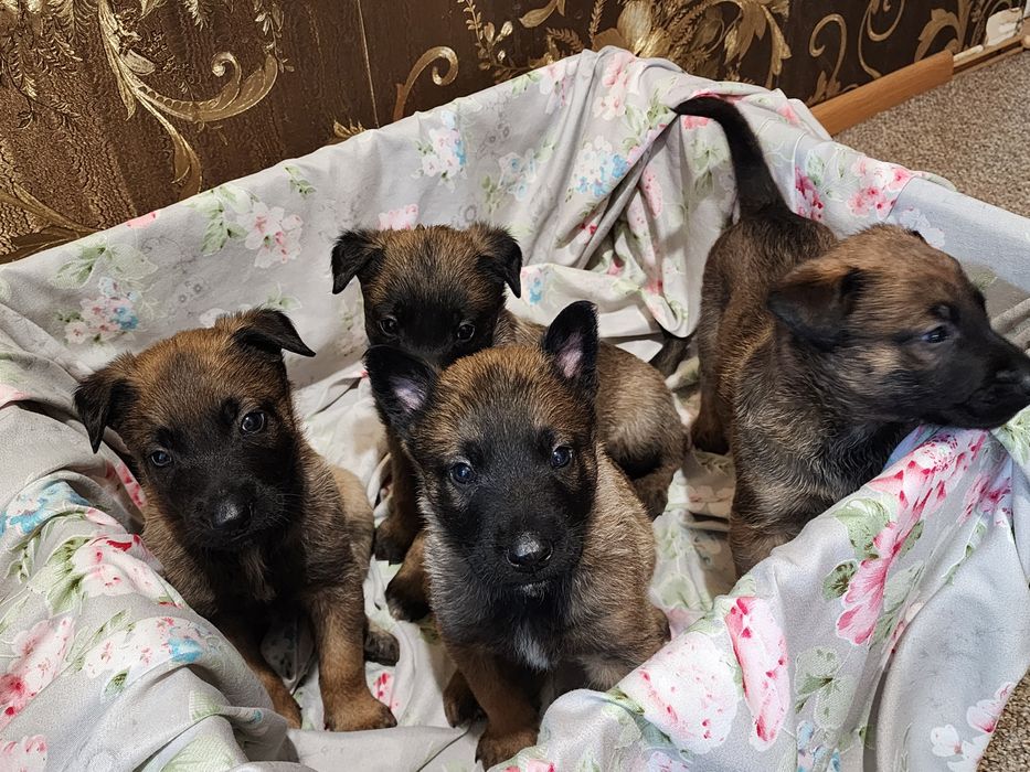 Щенки Бельгийской овчарки