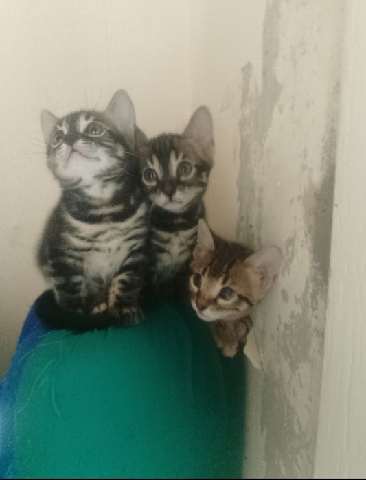 Бенгальские котята