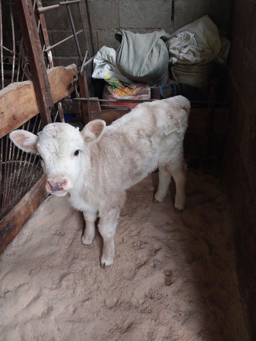 Сиыр сатам жуас