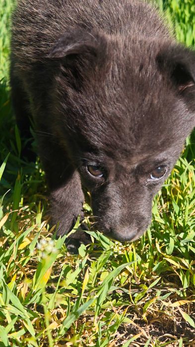 Срочно щенок девочка!!!