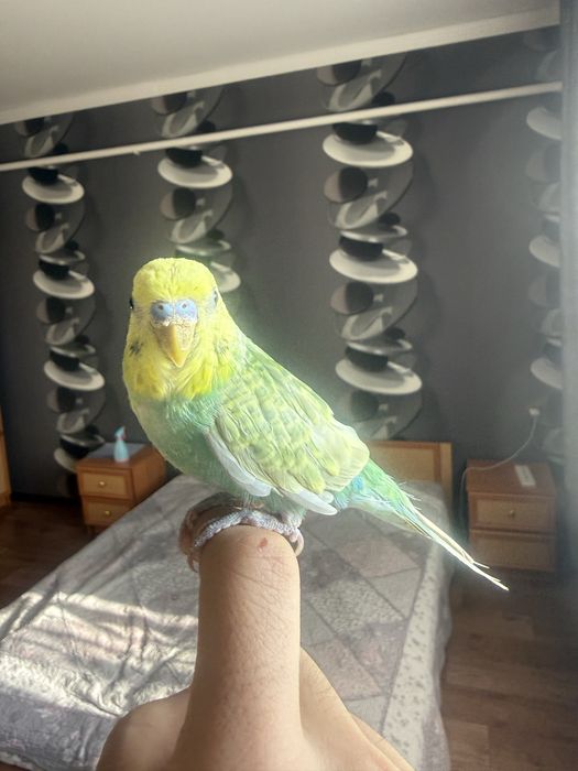 Продам ручных ласковых попугаев