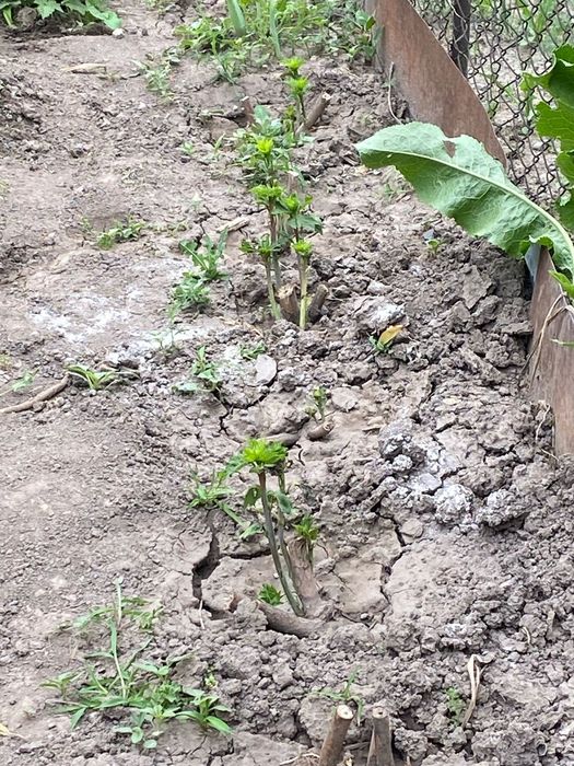 Продам саженцы гибискус