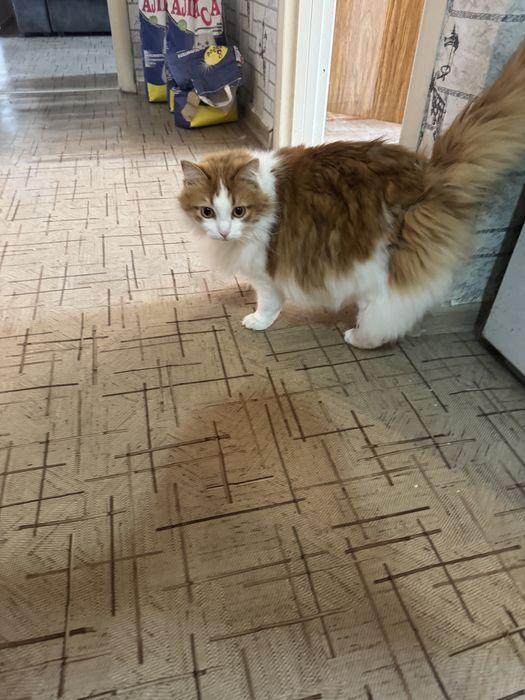 Отдам кота в добрые руки