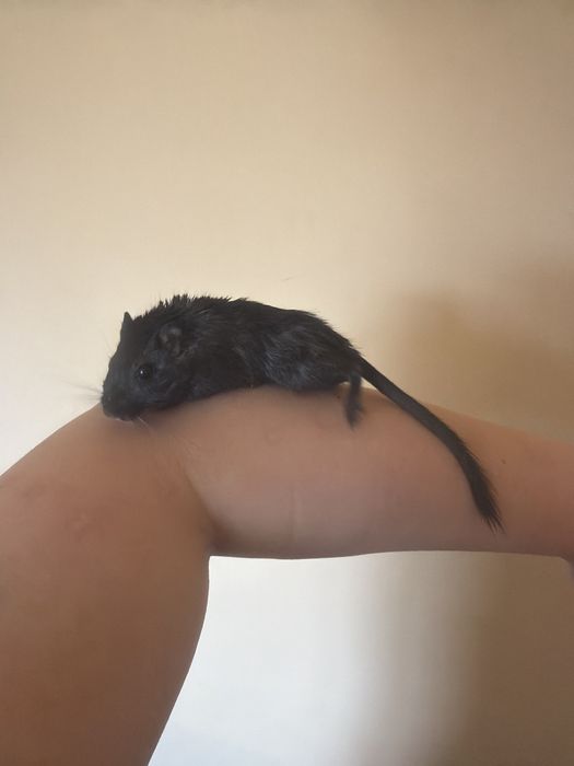 Vând veveriță Degu