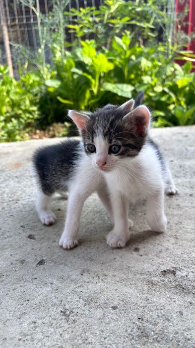 Pisicute spre adoptie