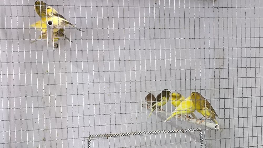 Канарчета  орфей мъжки и женски