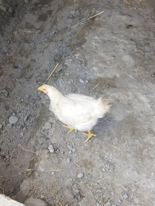 Burreler 1oyda tuxumga kiradi 1xo'roz maki