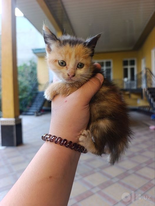 Отдаём котят в хорошие руки