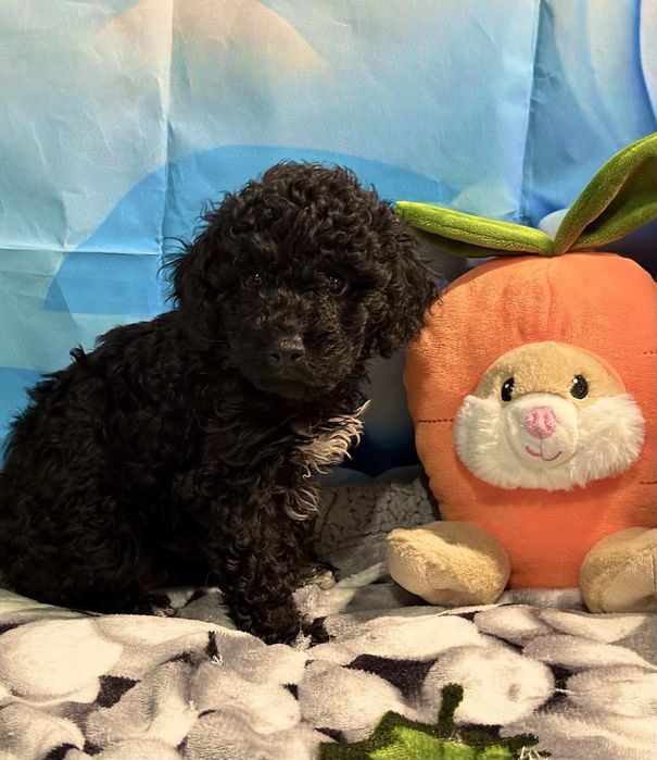 Пудел мини Момиче