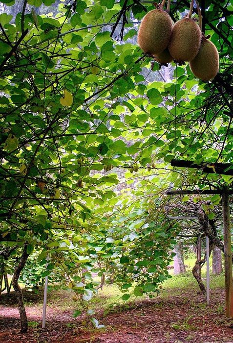 Kiwi la Ghiveci anul 5