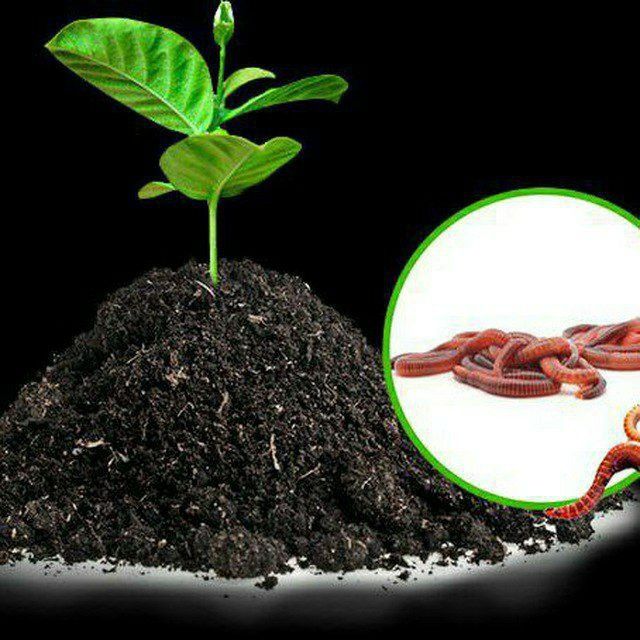 Biogomus  tabiy o‘g‘itlari