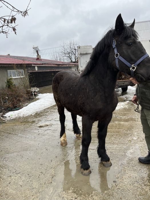 De vanzare manz foarte bland