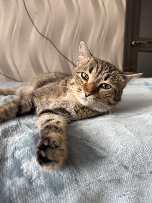 Отдам кота МАРСЕЛЯ