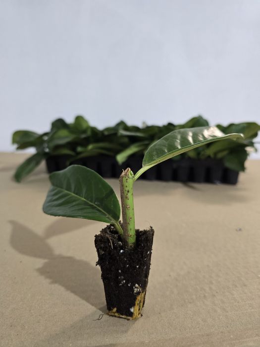 Laur Englezesc Novita 5-10cm , Alveolă