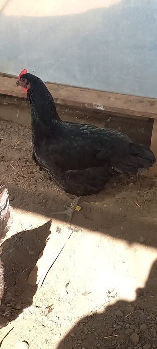 Продам кур Джерсийский гигант