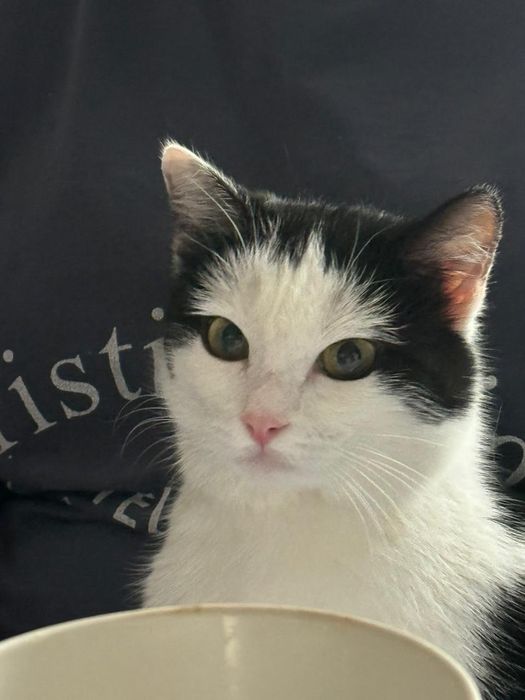 Кошечка ,5мес в добрые руки.