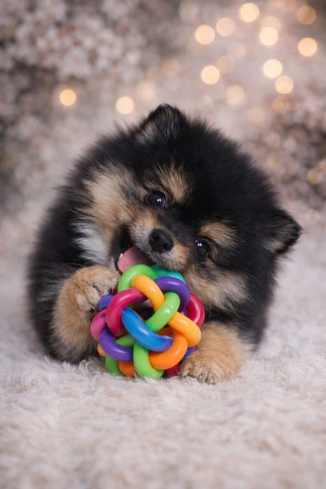 Щенки шпиц девочка 1,5 м