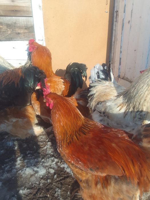 Продам петухов БРАМА 4000т