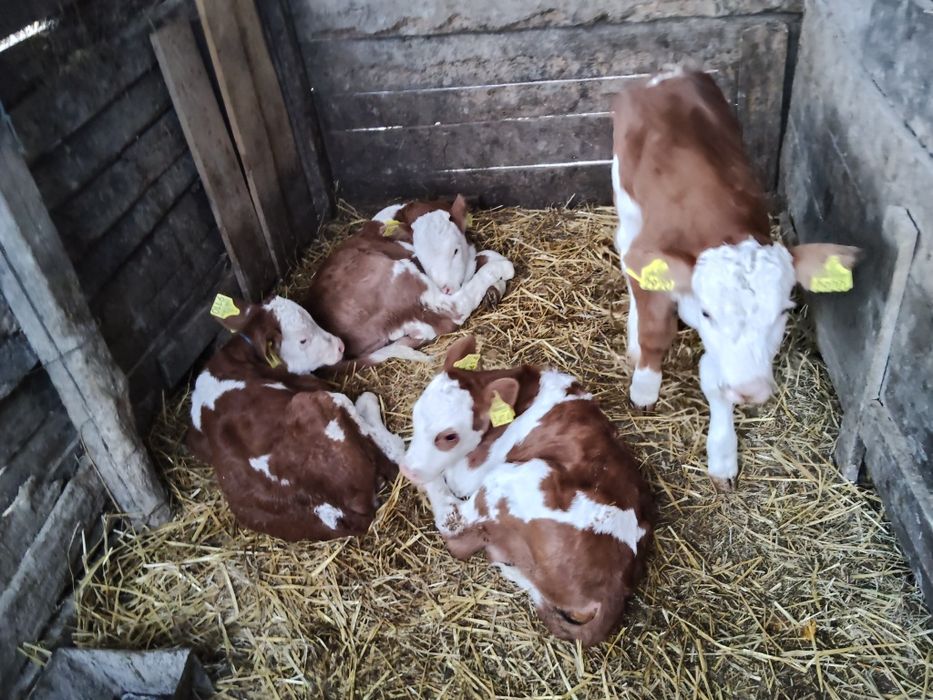 Trei tăurași și o vițea