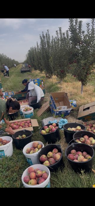 Продам землю 62 га