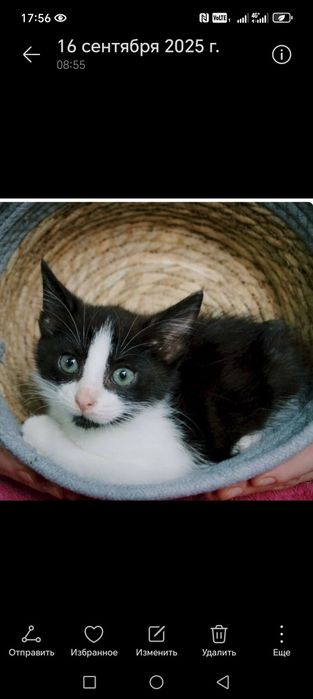 Отдам котят в добрые рукм