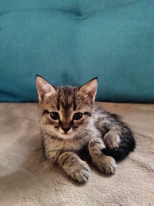 Срочно отдам котят в добрые руки
