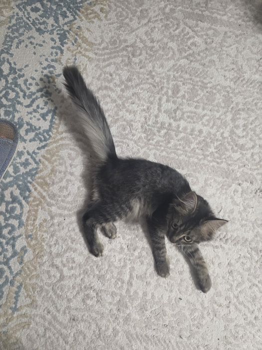 Отдам котёнка в добрые руки.