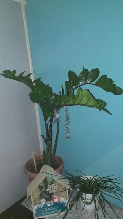 Денежное  красивое дерево (замия)