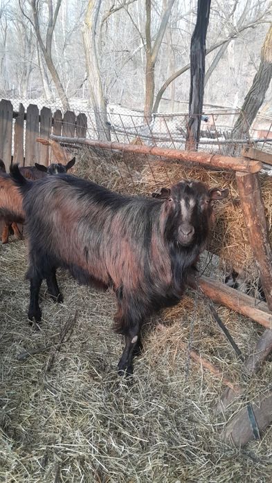 Vand oi si țap alpin