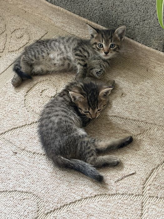 Котята бесплатно