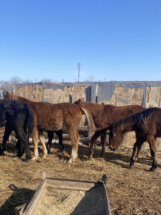 Продам годовалых тайчиков