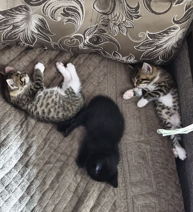 Отдам котят в добрые руки