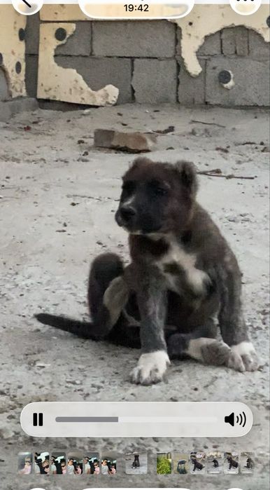 Алабай күшіктер сатылады Линясы бар