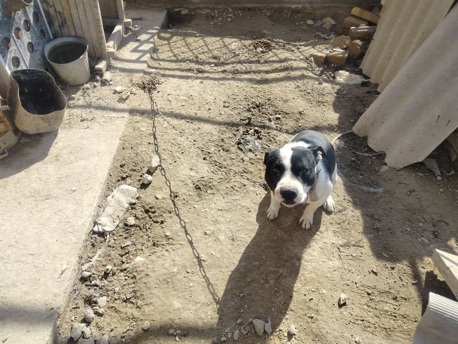 Собаки в добрые руки/Yaxshi qo‘llarga itlar beriladi!