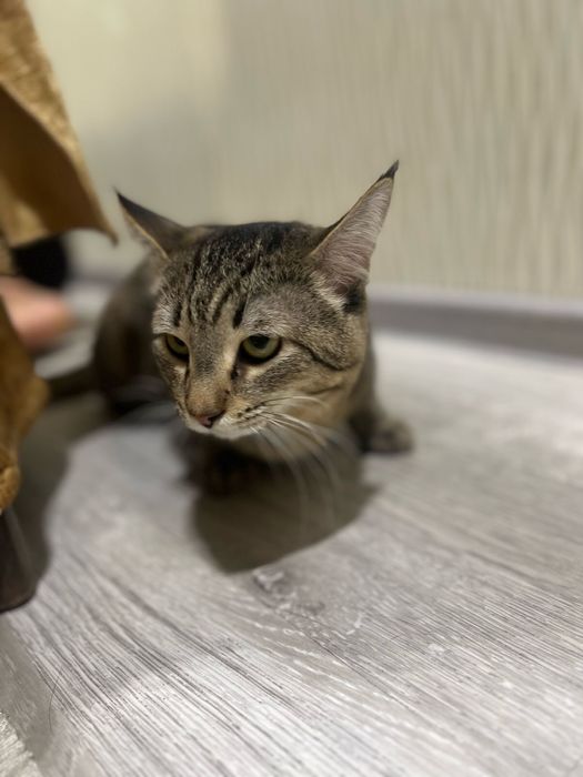 Кот красивый окрас