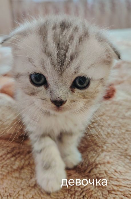Ласковые котята ищут дом!