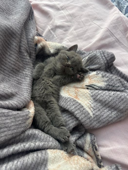 Продается шотландский котенок  скоттиш страйт