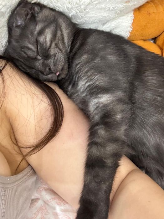 Шотландский котик