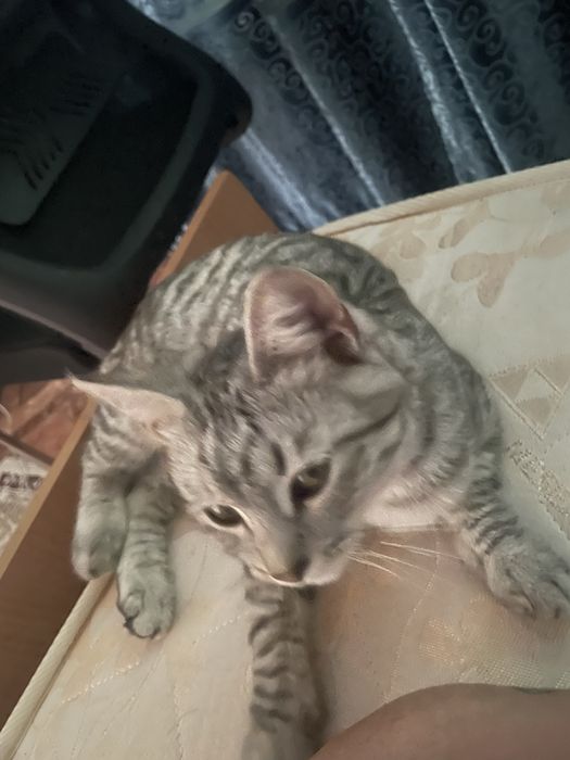 Кот ищет хозяев.