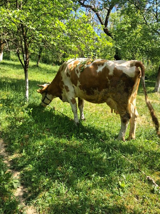 Vand vaca balțata