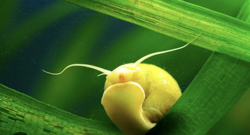 Продам аквариумы и рыбок .